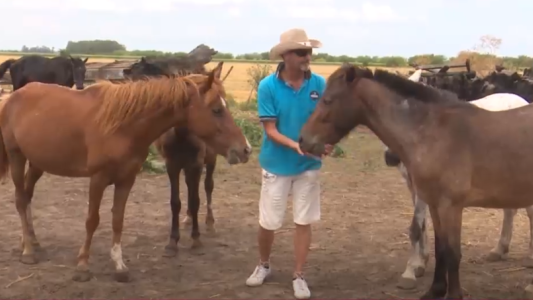 Sin tracción a sangre: caballos maltratados recuperan su libertad