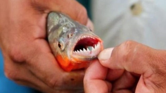 Alertan por numerosos ataques de palometas en balnearios de Santa Fe