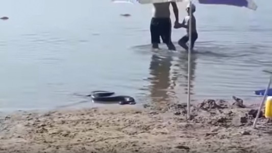 El ingreso de una enorme víbora causó pánico en un balneario de Entre Ríos