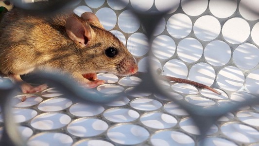 Brindan recomendaciones ante un caso confirmado de hantavirus en Rosario