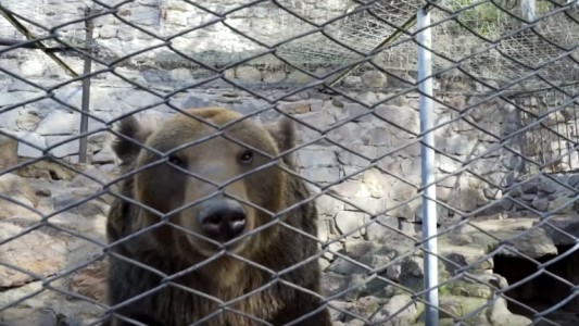 La conmovedora liberación de diez osos que vivieron 20 años enjaulados en un zoo