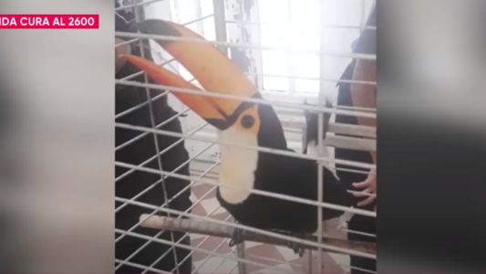 De la jaula a la reserva: rescataron a un tucán en un operativo por maltrato animal