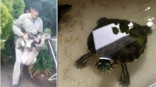 La Plata: detuvieron a un hombre con 90 animales exóticos para vender por internet