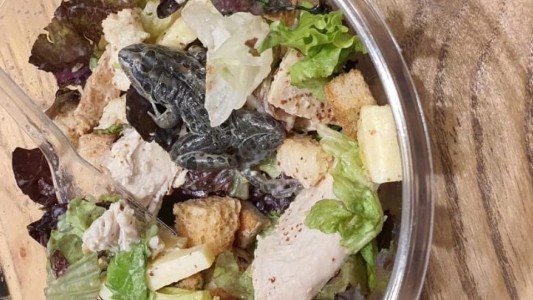Una menú para el olvido: fueron a comer a un shopping y encontraron una rana en la ensalada