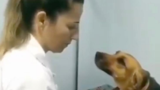 ¡Hipnotizado! La tierna mirada de un perro mientras lo curaba una veterinaria