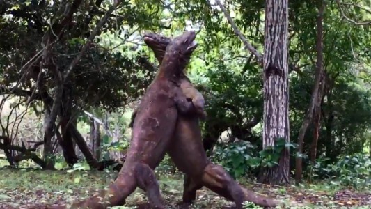 La impactante pelea de cuatro dragones de Komodo por el territorio