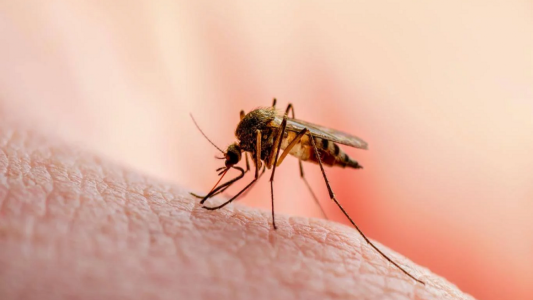 La Provincia confirmó una nueva muerte por dengue