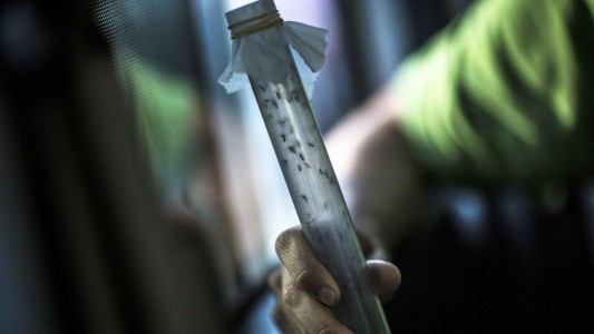 Dengue: desde agosto pasado fueron confirmados más de 14 mil casos en el país