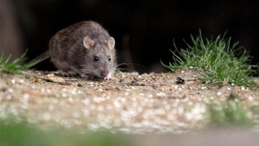 Confirman dos muertes y 13 casos de hantavirus en Buenos Aires