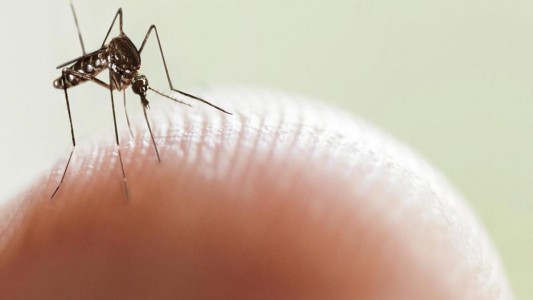 El brote de dengue de las últimas semanas podría ser 10 veces superior a años anteriores