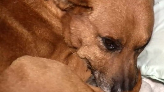 "Paco" defendió a su familia de un robo y fue salvajemente golpeado