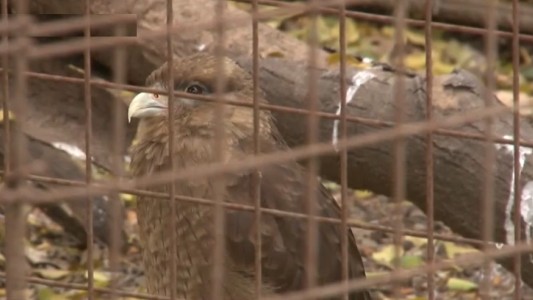 La otra cara de los incendios: el doloroso impacto en la fauna de las islas