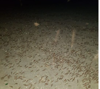 Impresionante invasión de langostas en el norte santafesino