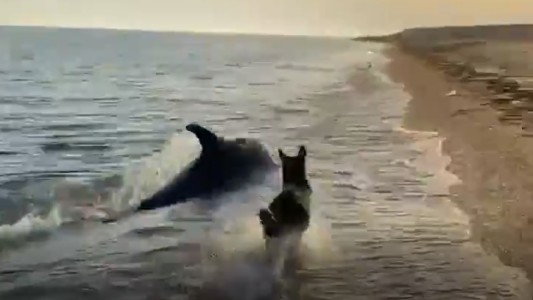 Inusual escena en una playa: un perro, el mejor amigo del delfín