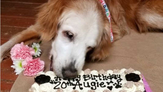 Felices 20 años, Augie: el golden retriever más longevo de la historia