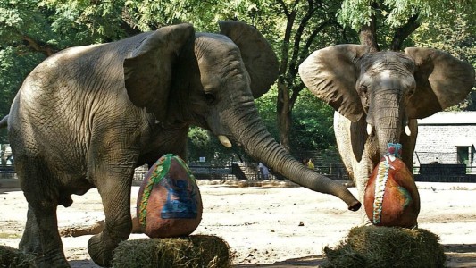 Kuky y Pupi, las últimas elefantas del exzoo porteño, comienzan su viaje al santuario en Brasil