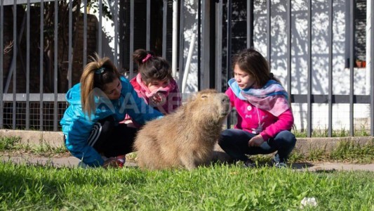 Pancho, el carpincho mascota que resistió la "detención" de la Gendarmería