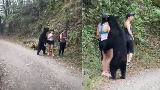 Salieron a caminar y quedaron cara a cara con un oso