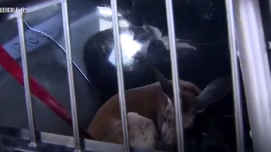 Tenía un canguro como mascota, se le escapó y la Policía tuvo que perseguirlo