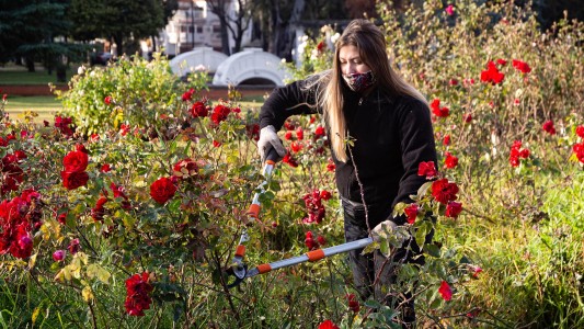 Comenzó la poda invernal en el Rosedal del parque de la Independencia