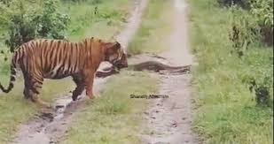 La reacción de un tigre al encontrarse con una pitón en el camino