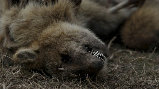 Ambientalistas advierten sobre la pérdida "casi total" de la fauna de las islas por las quemas