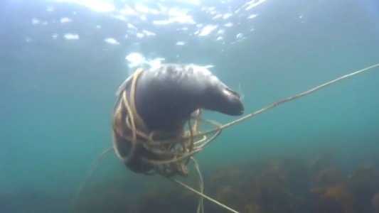 La foca "Houdini" que logra desatarse de una soga de pesca abandonada