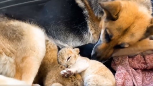 Una perra "adoptó" a cachorros de león tras el rechazo de su madre