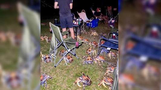 Fotos de terror: hacían un asado en un camping y fueron invadidos por cangrejos carnívoros