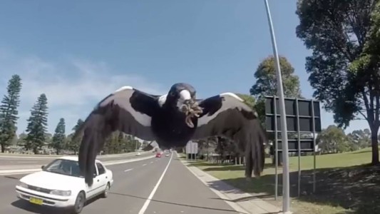 Un nene huye en monopatín aterrorizado por el ataque de un pájaro