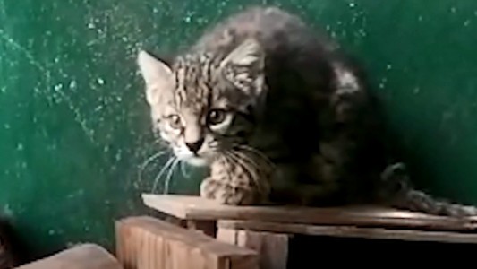 Rescataron a una cría de gato montés en un campo de Villa Constitución