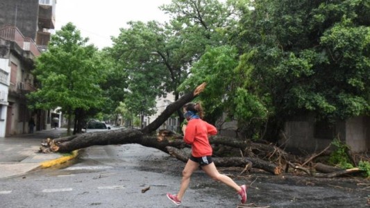 El temporal provocó caída de árboles, postes y anegamiento de calles