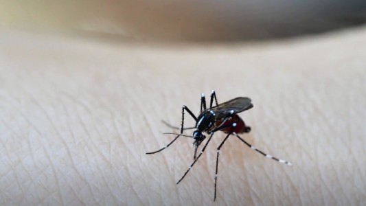 Alerta Dengue: recuerdan la importancia de descacharrar para prevenir la propagación del mosquito