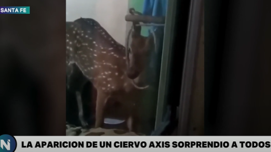 La insólita visita de un ciervo a una familia santafesina