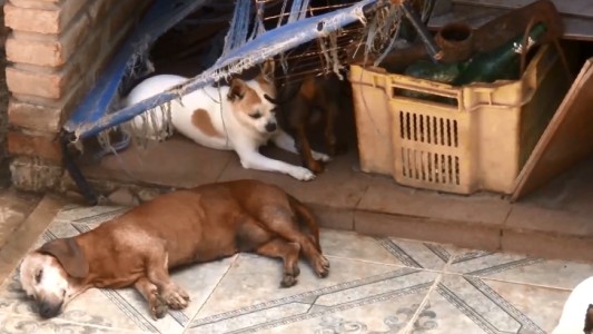 Más de 8 mil solicitudes para adoptar a los perros rescatados de un criadero clandestino