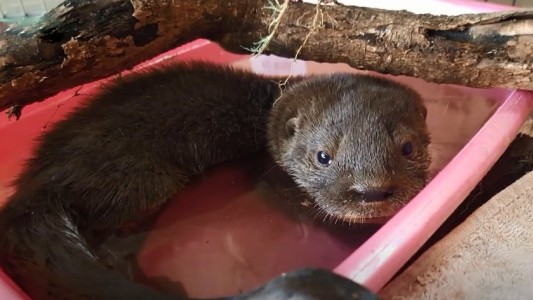 Villa Constitución: aparecieron dos lobitos de río, una especie en riesgo de extinción