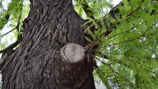 Denuncian poda y tala de árboles sin control ni autorización