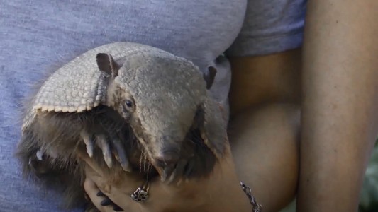 La sorpresiva visita de "Mandrake": una mulita apreció en pleno Oroño y Uriburu