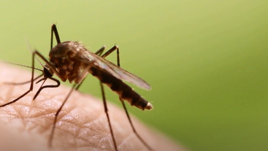 Una "invasión" de mosquitos se hace notar en la ciudad