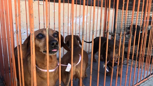 Cayó otro criadero clandestino en zona sur: 37 perros rescatados