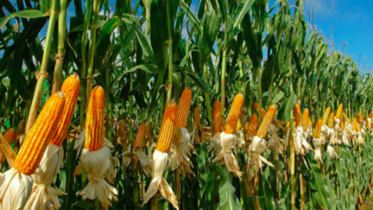 Paro del campo por 72 horas en rechazo al cierre de las exportaciones de maíz