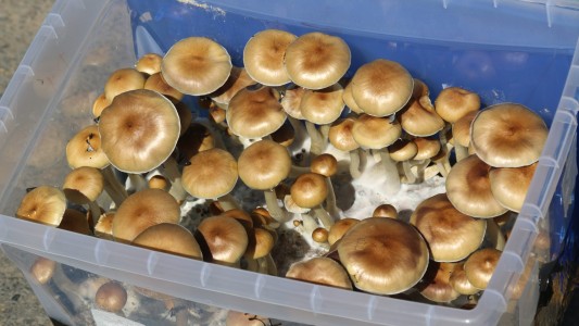 Se inyectó una infusión de hongos alucinógenos y empezaron a crecerle dentro del cuerpo