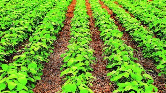 La soja, imparable. ¿Por qué sube?