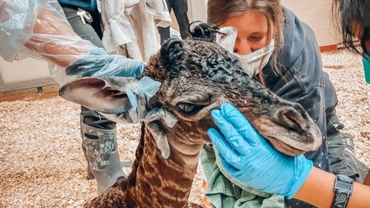 Tristeza: jirafa recién nacida murió en un zoológico tras ser pisada por su madre