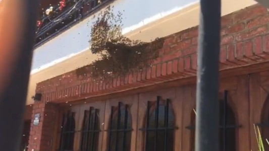 Un enjambre de abejas causó terror en Mar del Plata