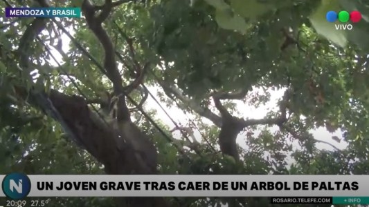 Joven se encuentra grave luego de caer de un árbol de paltas