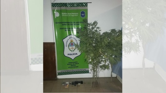 Por una pelea entre amigos, la Policía encontró cinco plantas de marihuana