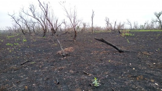 Un grupo de expertos de la UNR investiga cómo afectó el fuego a las comunidades vegetales de las islas