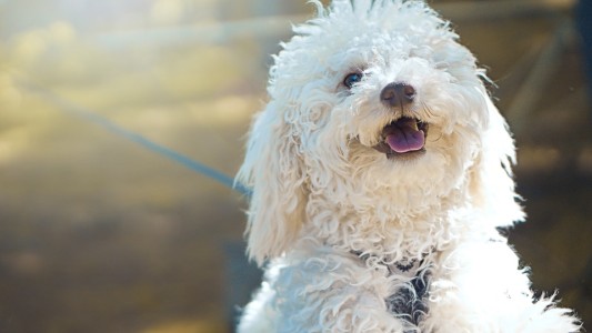 Dos ladrones fueron atrapados gracias a los ladridos de un caniche toy