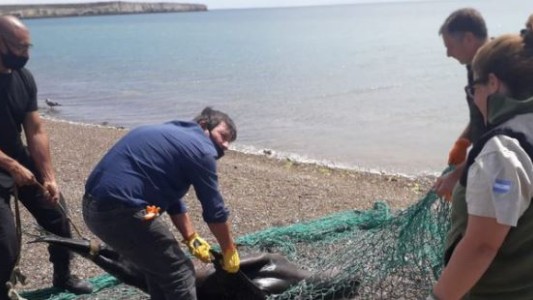 Pescadores matan a palazos a un lobo marino atrapado en una red en Península Valdés
